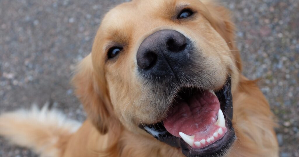 Lawyer sues IRS to recognize pets as dependents